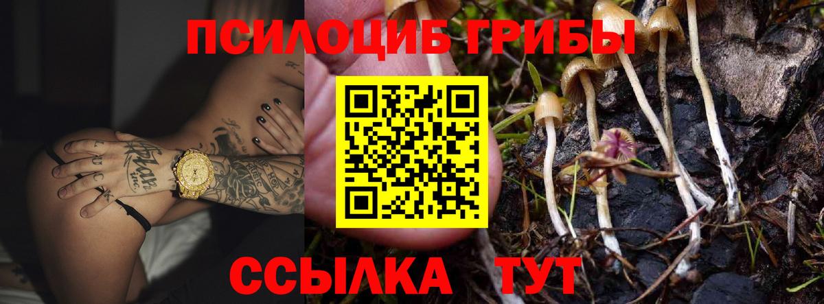 Галлюциногенные грибы Psilocybine cubensis Протвино